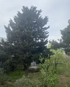 Həyət/Bağ Evi, Villa Satılır