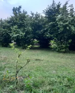 Torpaq sahəsi Satılır
