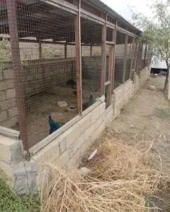 Digər Kommersiya Əmlakı Satılır