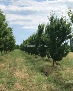 Torpaq sahəsi Satılır