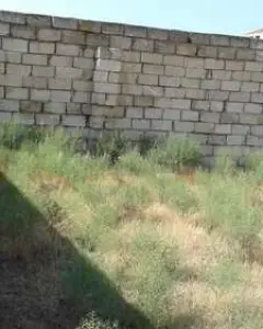 Novxanı bağ massivində torpaq sa...