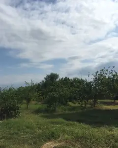 Дом с садом, Вилла Продаётся