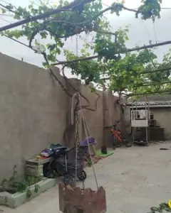 Həyət/Bağ Evi, Villa Satılır