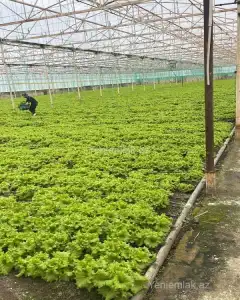 Digər Kommersiya Əmlakı Satılır