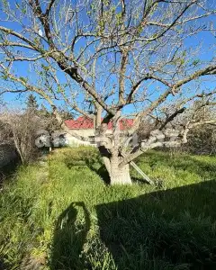 Torpaq sahəsi Satılır