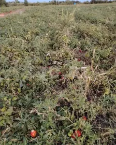 114 sot torpaq sahəsi, Qusar r.