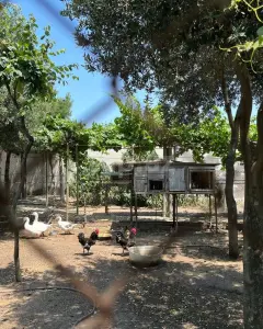 Müstakil Ev, Villa Kiralık