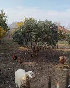 Müstakil Ev, Villa Satılık