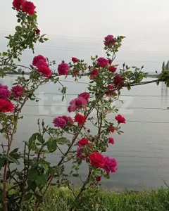 Arsa Satılık