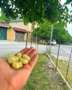 Müstakil Ev, Villa Kiralık