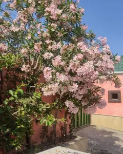 Müstakil Ev, Villa Satılık