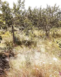 24 sot torpaq sahəsi, Qusar r.
