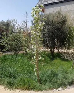 Müstakil Ev, Villa Satılık