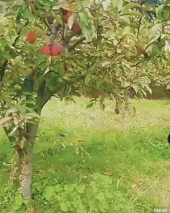 Arsa Satılık