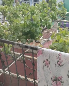 Müstakil Ev, Villa Satılık