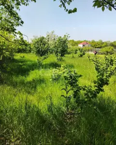10 sot torpaq sahəsi, Xaçmaz ş.