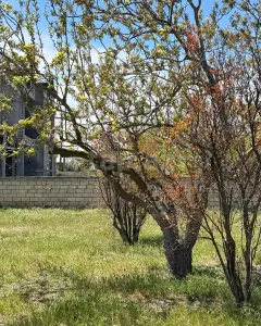 3 sot torpaq sahəsi, Novxanı qəs...