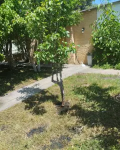 Həyət/Bağ Evi, Villa Satılır