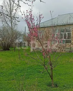 Həyət/Bağ Evi, Villa Satılır