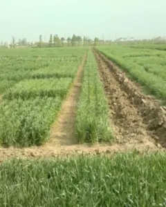 Torpaq sahəsi Satılır