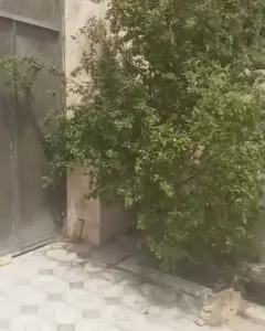 Kiralık