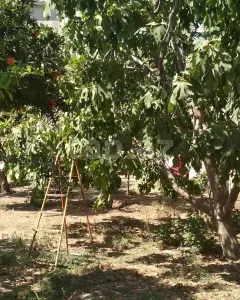 Müstakil Ev, Villa Satılık