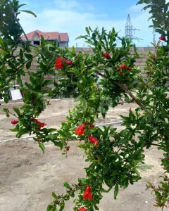 Müstakil Ev, Villa Satılık