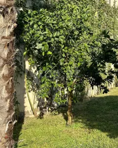 Həyət/Bağ Evi, Villa Kirayə verilir